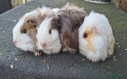 Guinea Pig rodents for sale: Pure sheltie guinea pigs - Image 1