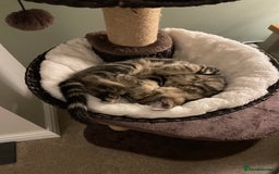 Mixed Breed cats for sale: Rehoming of kitten required - Image 3