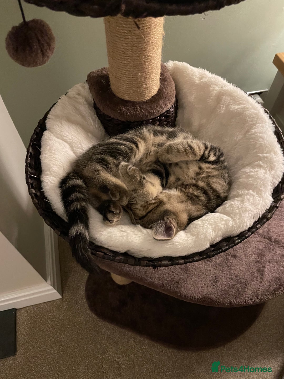 Mixed Breed cats for sale: Rehoming of kitten required - Image 3