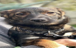 Mixed Breed dogs for adoption: 💖🐶 MIRRA 🐶💖 - Image 13