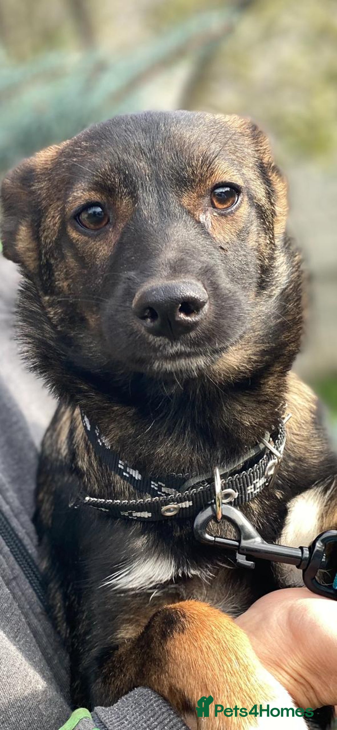 Mixed Breed dogs for adoption: 💖🐶 MIRRA 🐶💖 - Image 13