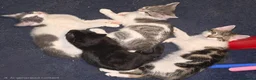 Mixed Breed cats for sale: Constant - Advert 6