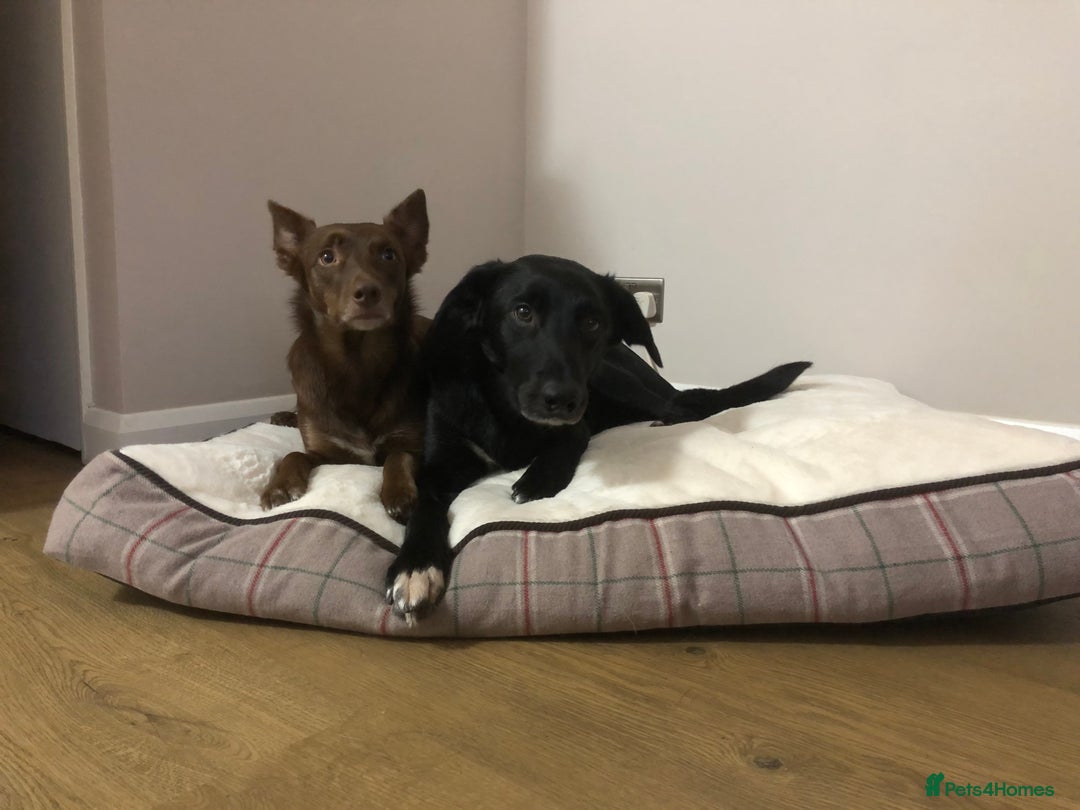 Mixed Breed dogs for sale: Collie X Kelpie  - Advert 2