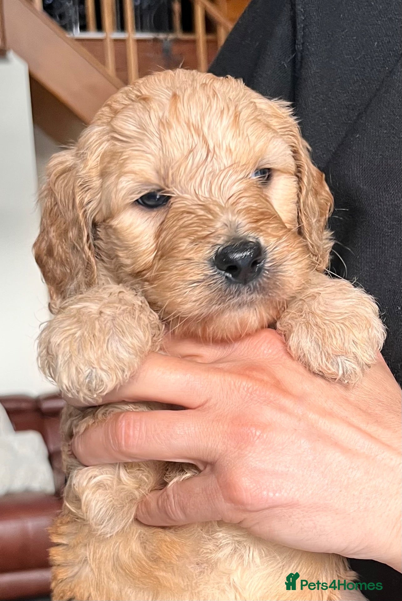 Goldendoodle dogs GoldenDoodle F1b  - Advert 2