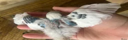 Budgerigars birds for sale: Baby budgies for sale Wigan  in Wigan - Advert 17