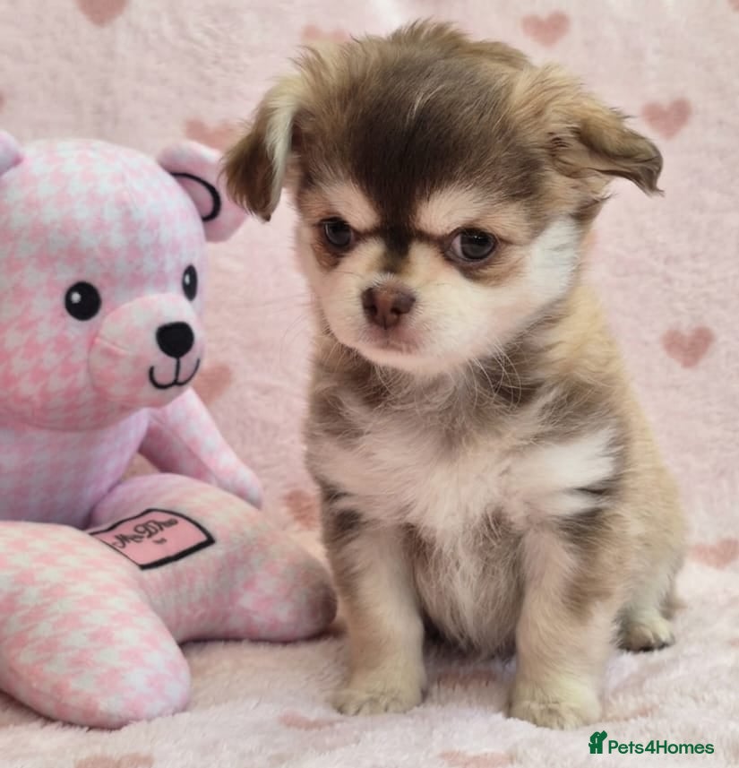 Chihuahua dogs AMAZING LONGCOAT CHIHUAHUA PUPPIES  - Advert 2