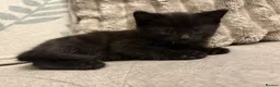 Mixed Breed cats for sale: 6 beautiful kittens - Advert 13
