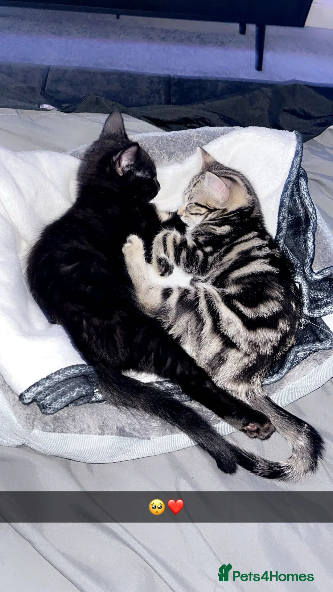 Bengal cats for sale: Binx and Thumbelina  - Advert 2