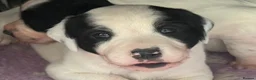 Sprollie dogs for sale: Border collie x Springer spaniel  in York - Advert 5