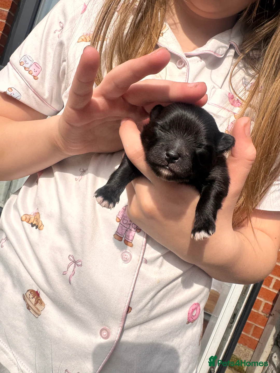 Pomeranian dogs for sale:  **  Pomeranian pups  in Runcorn - Advert 2