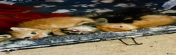 Mixed Breed cats for sale: Kittens -1  female & 1 male Tabby  in Tiverton - Advert 6