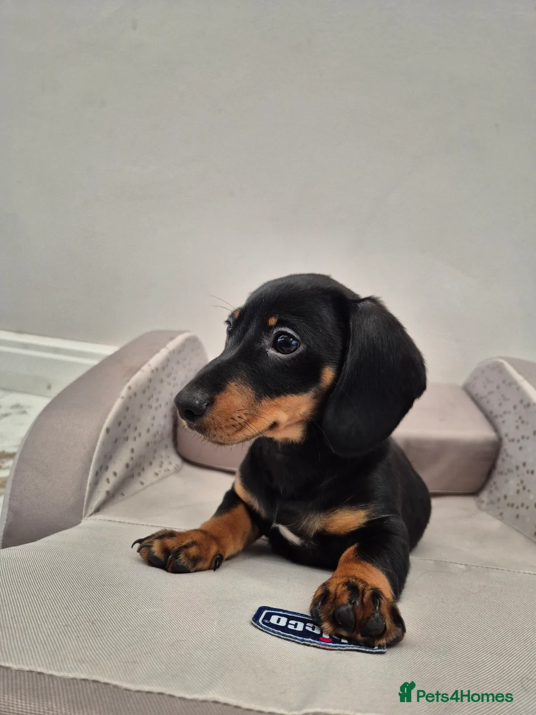 Dachshund dogs for sale: 💙 Miniature Dachshund Boy!💙 - Advert 29