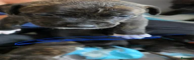 Mixed Breed (dark blue)