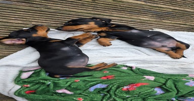 Dachshund dogs - Advert 7