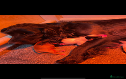 Cocker Spaniel dogs for sale: COCKER SPANIEL PUPS - Image 9