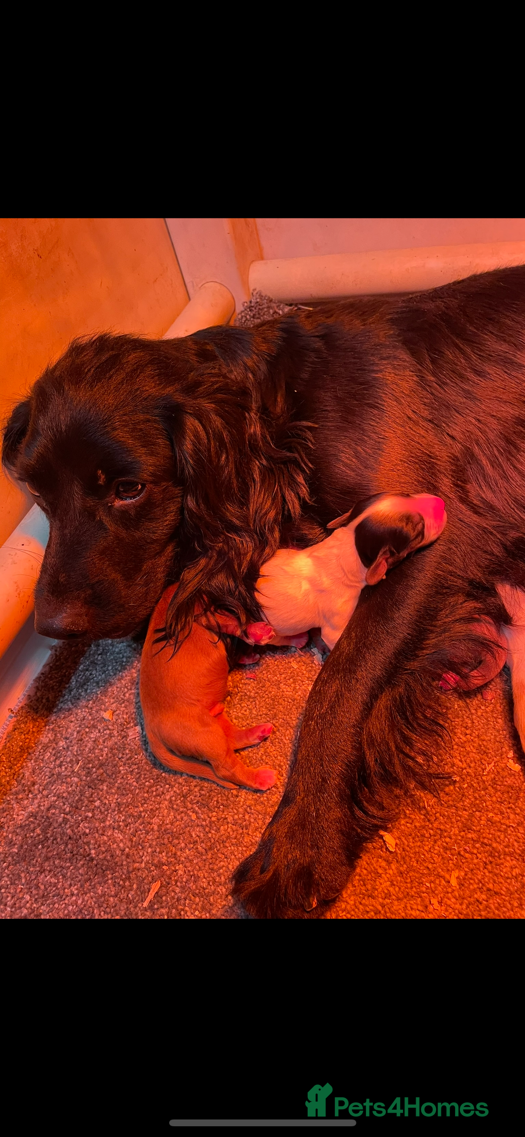 Cocker Spaniel dogs for sale: COCKER SPANIEL PUPS - Image 9
