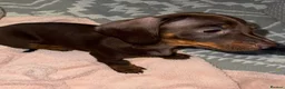 Miniature Dachshund dogs for sale: 3 Miniature Dachshund Puppies  - Advert 8
