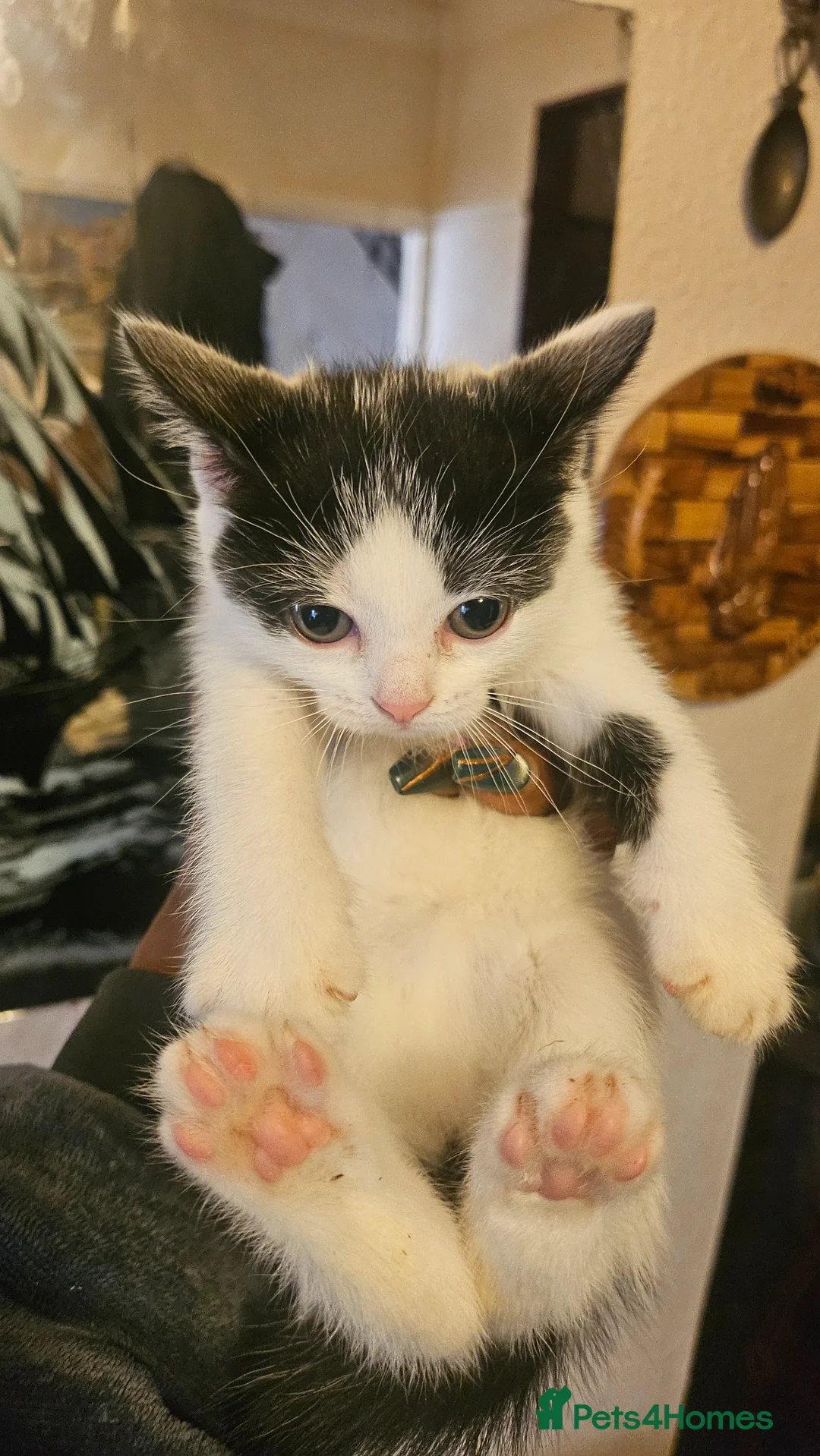 British Shorthair cats for sale: British short-hair mix  - Advert 6