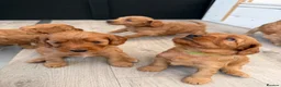 Cockapoo dogs for sale: F1 cockapoo for sale - Advert 6