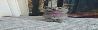 British Shorthair 3 dark pink🔮