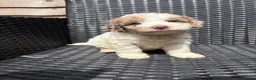 Cockapoo dogs for sale: Merle cockapoo puppies - Advert 7