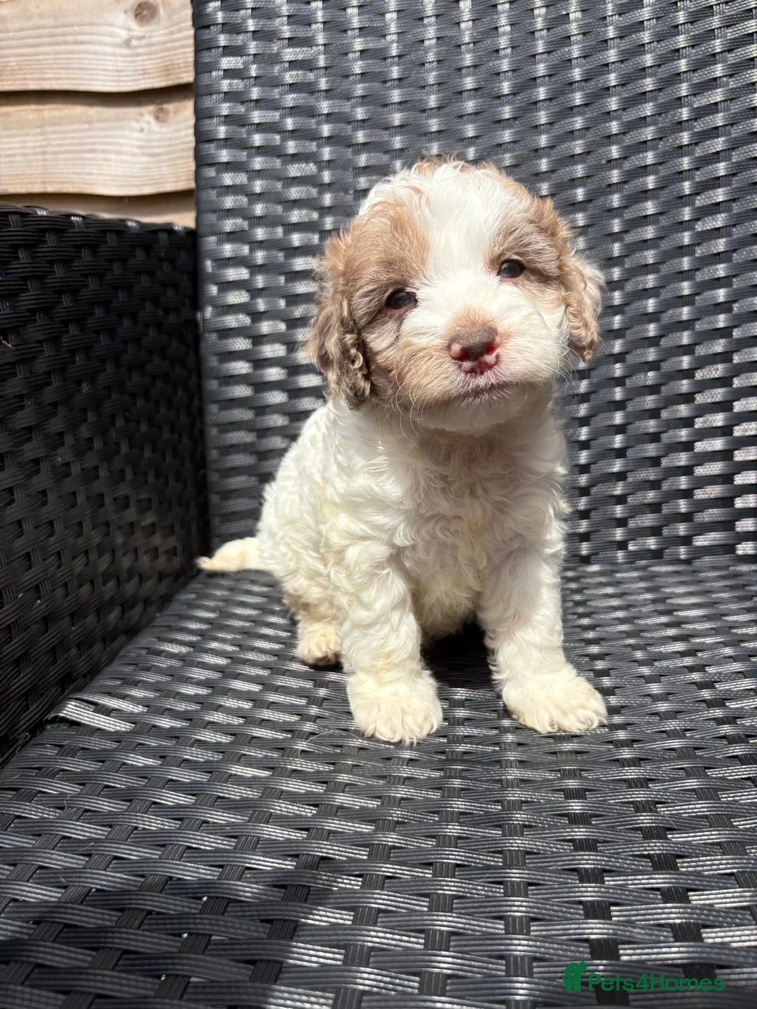 Cockapoo dogs for sale: Merle cockapoo puppies - Advert 7