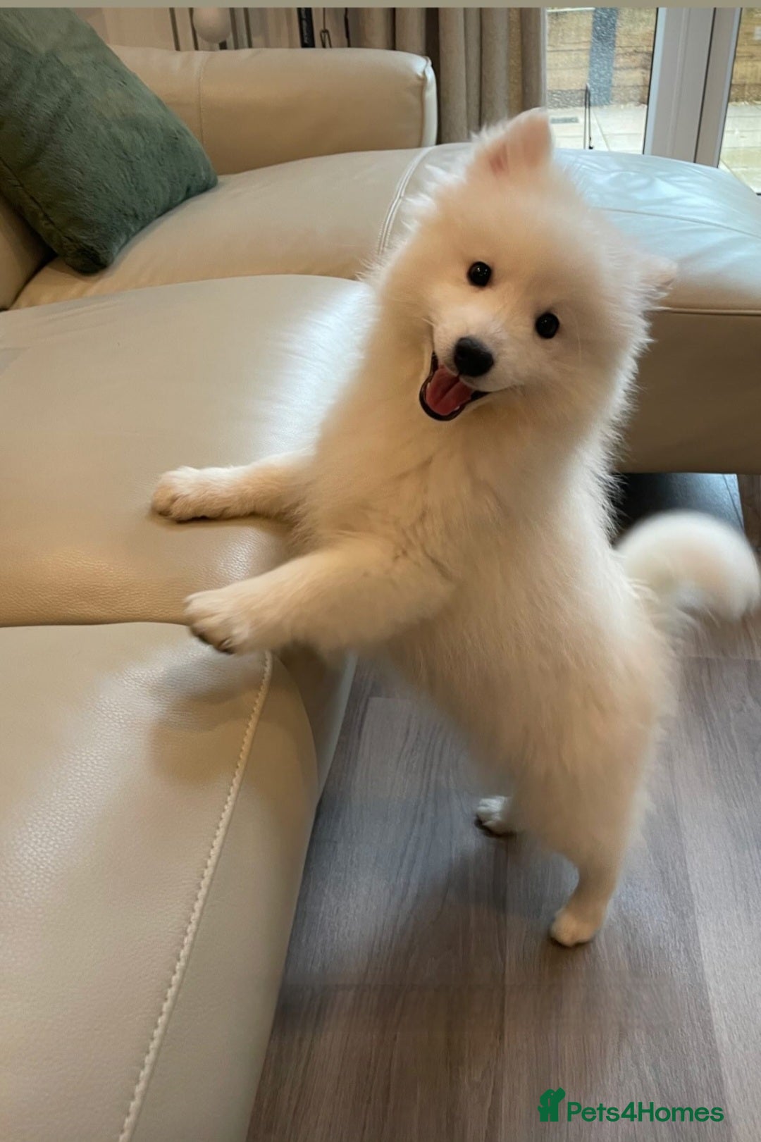 Japanese Spitz dogs for stud: Healthy Japanese Spitz KC Registered Male for Stud - Advert 19
