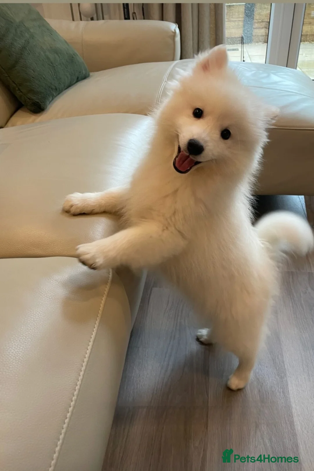 Japanese Spitz dogs for stud: Healthy Japanese Spitz KC Registered Male for Stud - Advert 19