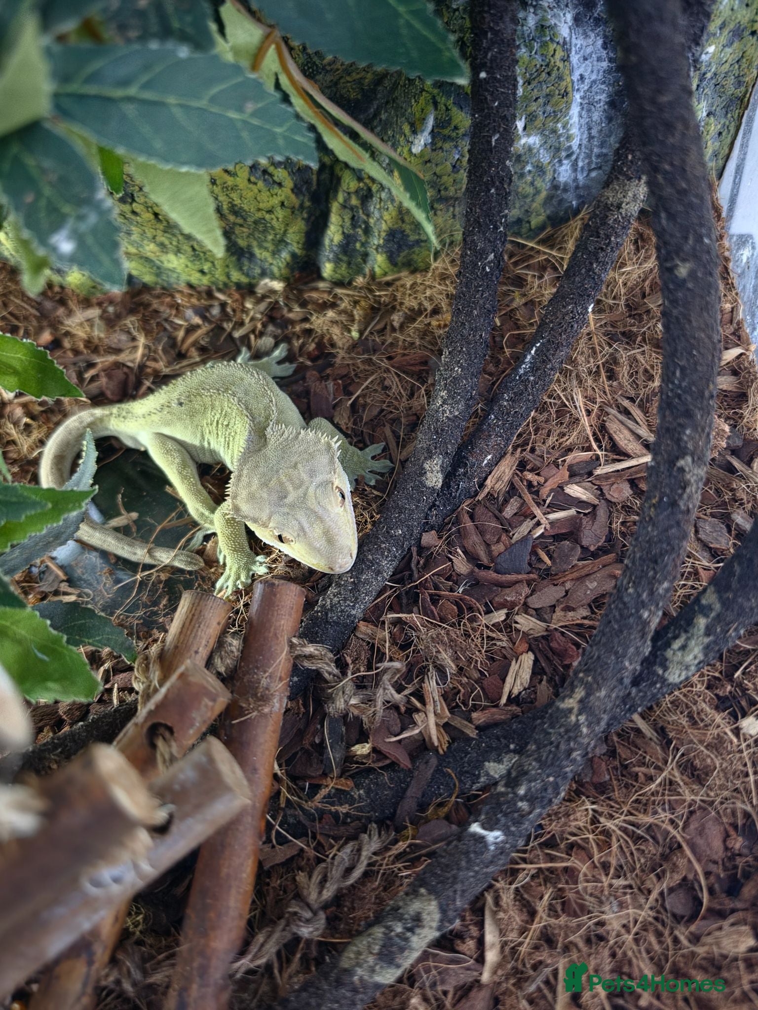 Gecko reptiles Crested gecko  - Advert 1