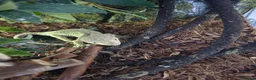 Gecko reptiles for sale: Crested gecko + 24.6L subatrate  - Advert 1