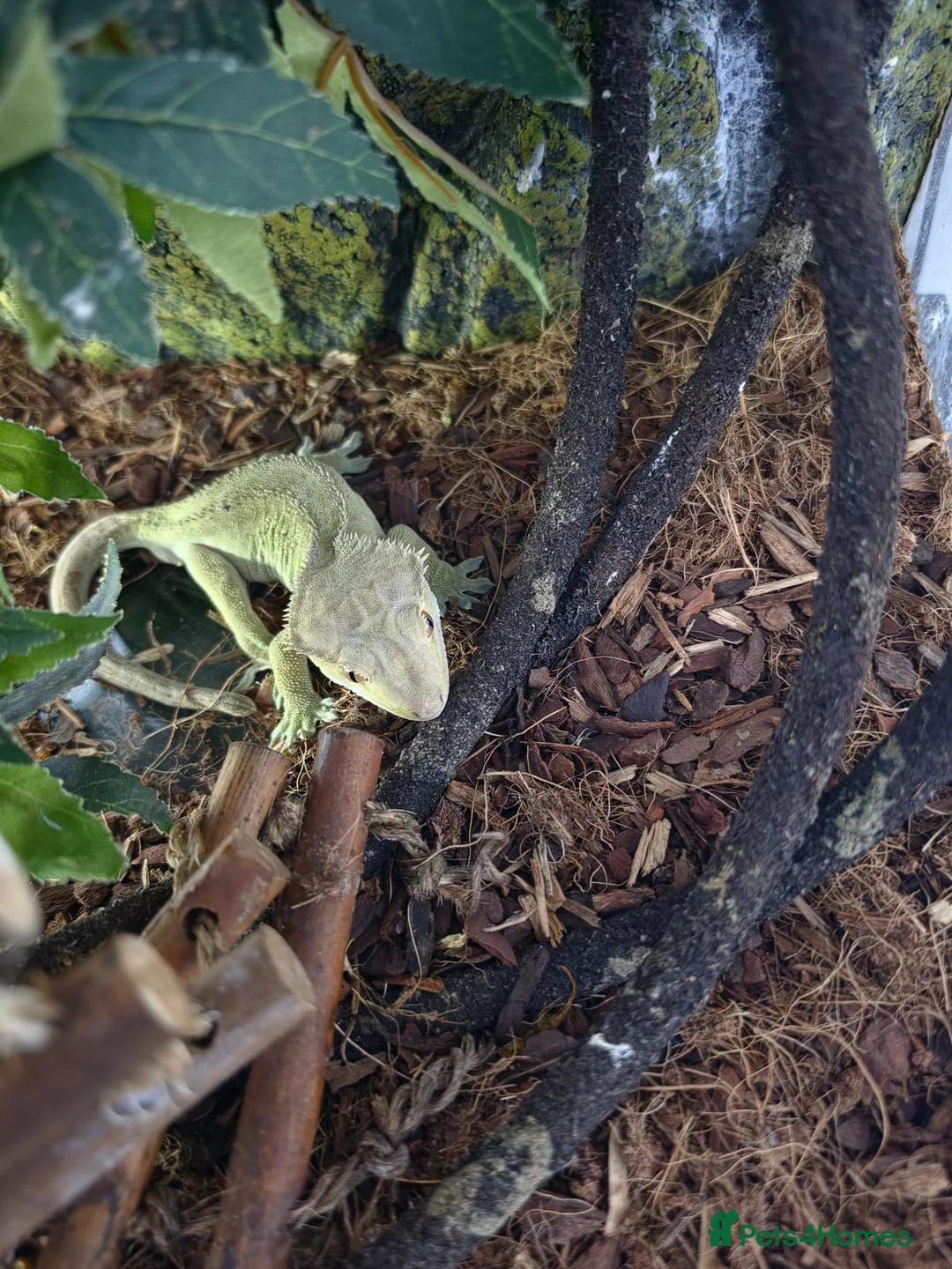 Gecko reptiles for sale: Crested gecko + 24.6L subatrate  - Advert 1