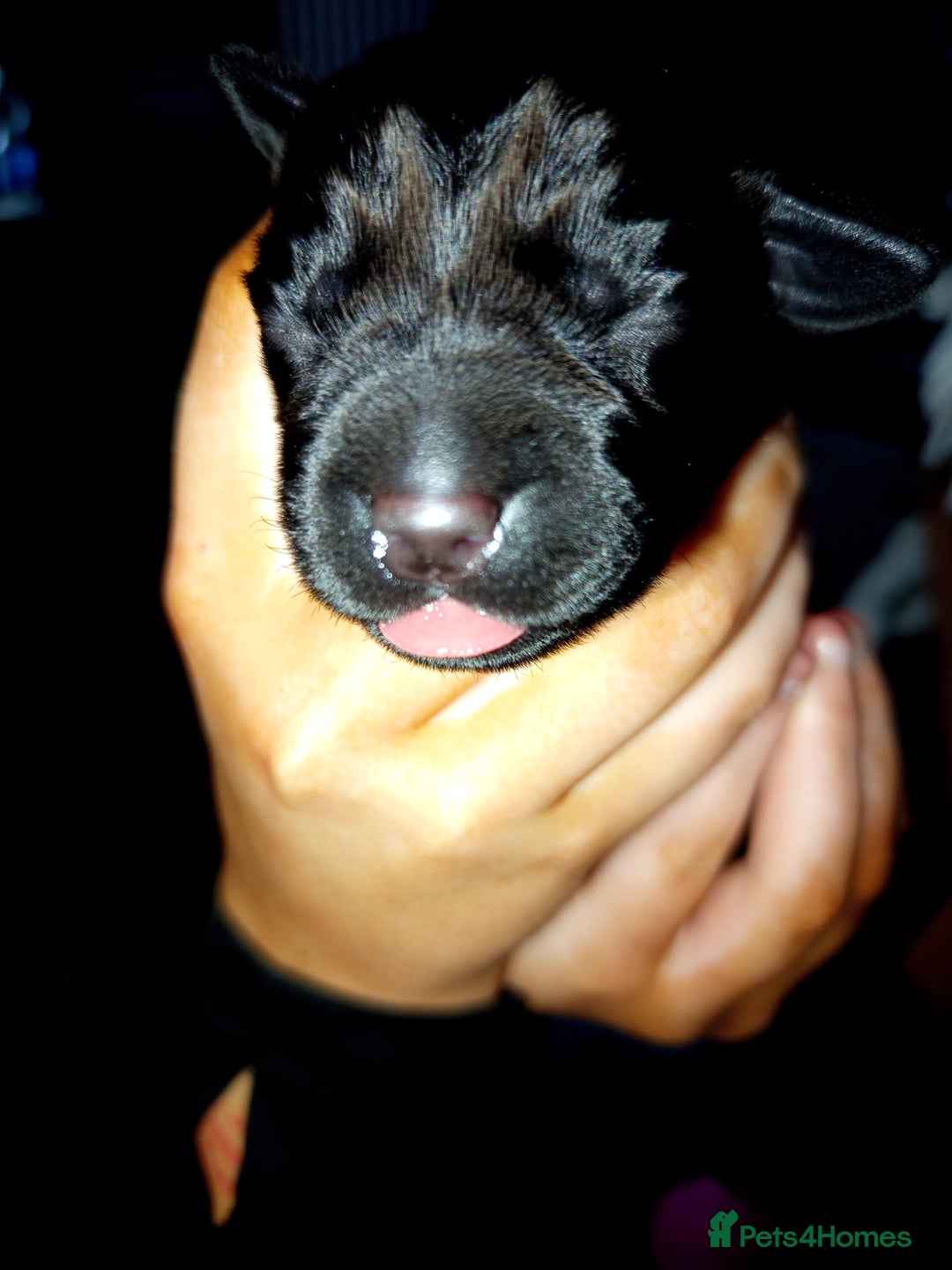 Springador dogs for sale: Springador Puppies - Image 4
