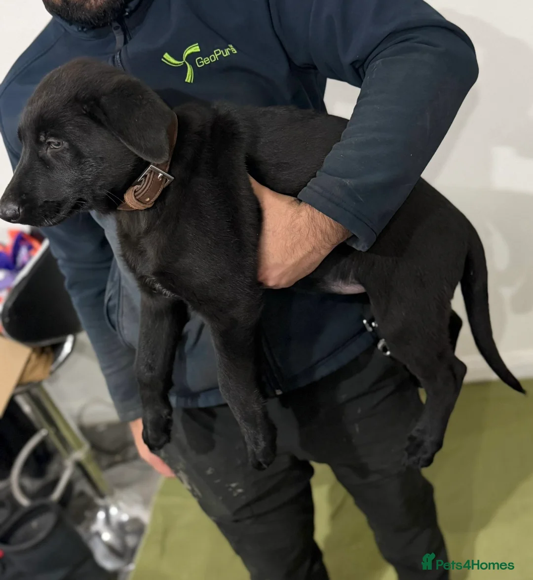 German Shepherd dogs for sale: DDR Working Line GSD Puppies Rare Working Lines - Advert 31