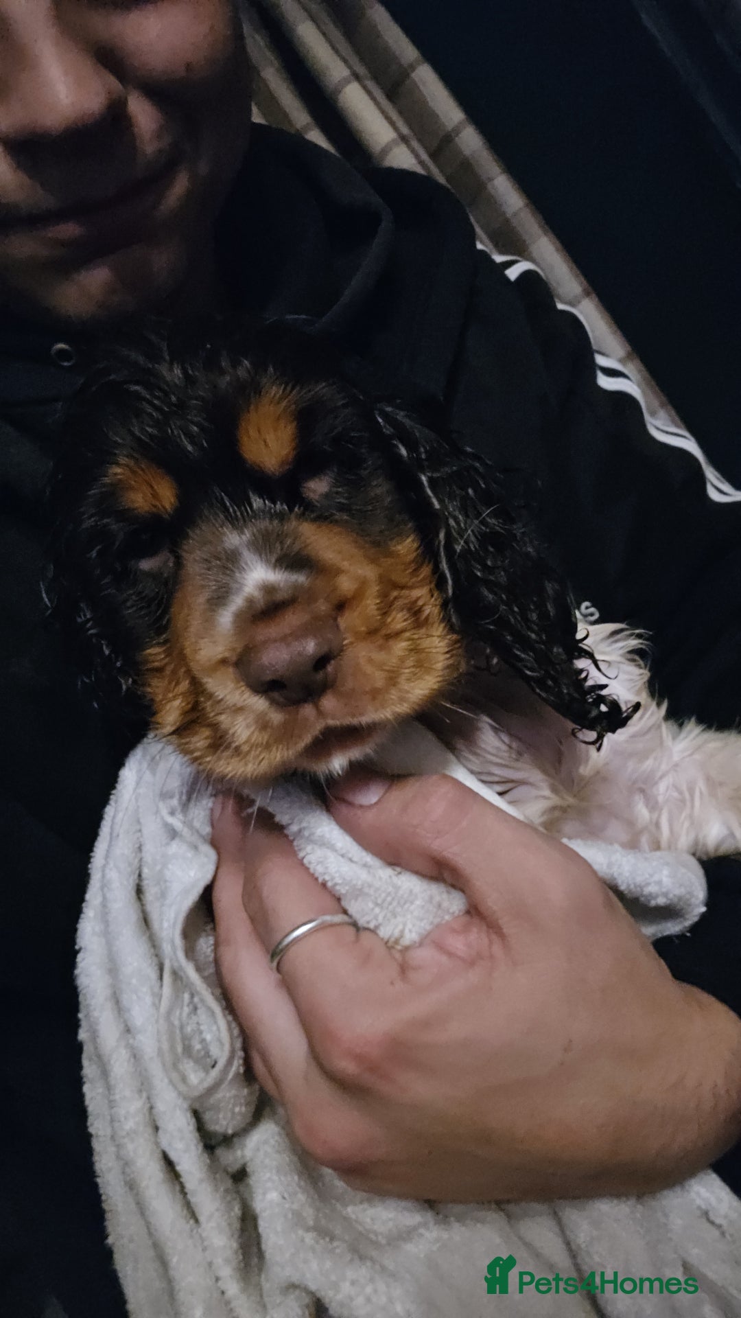 Cocker Spaniel dogs for sale: Chocolate Roan & Tan Cocker Spaniel Puppies - Advert 24