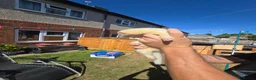 Ferret rodents for sale: Jill and Hob 10 week old - Advert 3