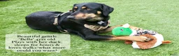 Mixed Breed dogs for adoption: Bella, 2 yrs old. Reserved STC. - Advert 3