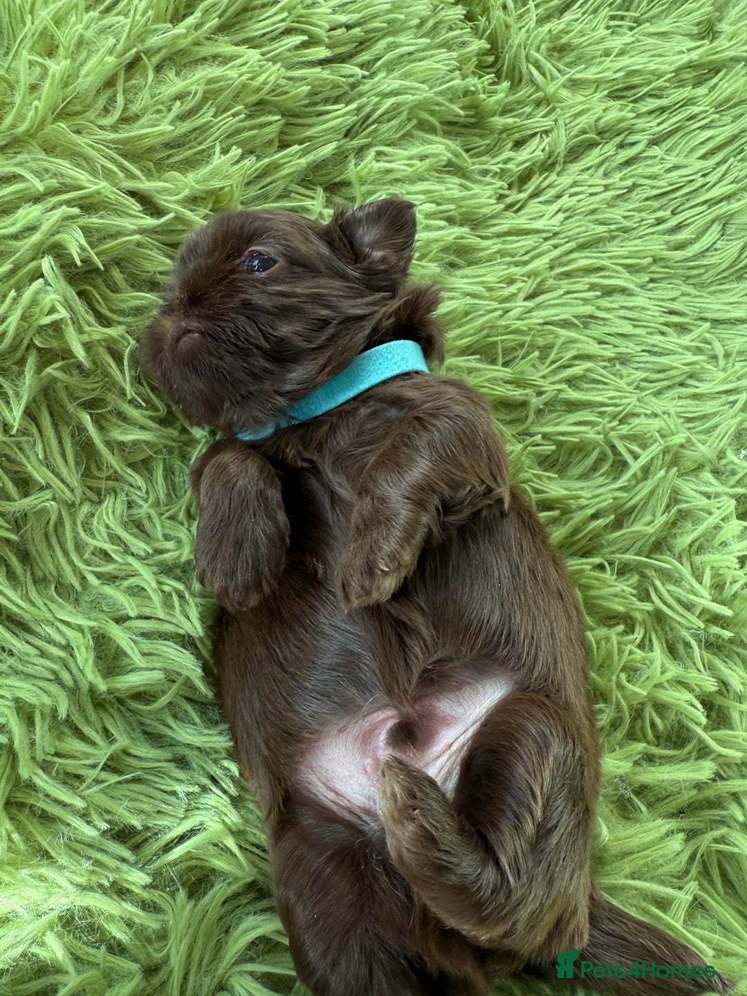 Shih Tzu dogs for sale: Stunning chocolate imperial Shih tzu - Advert 5