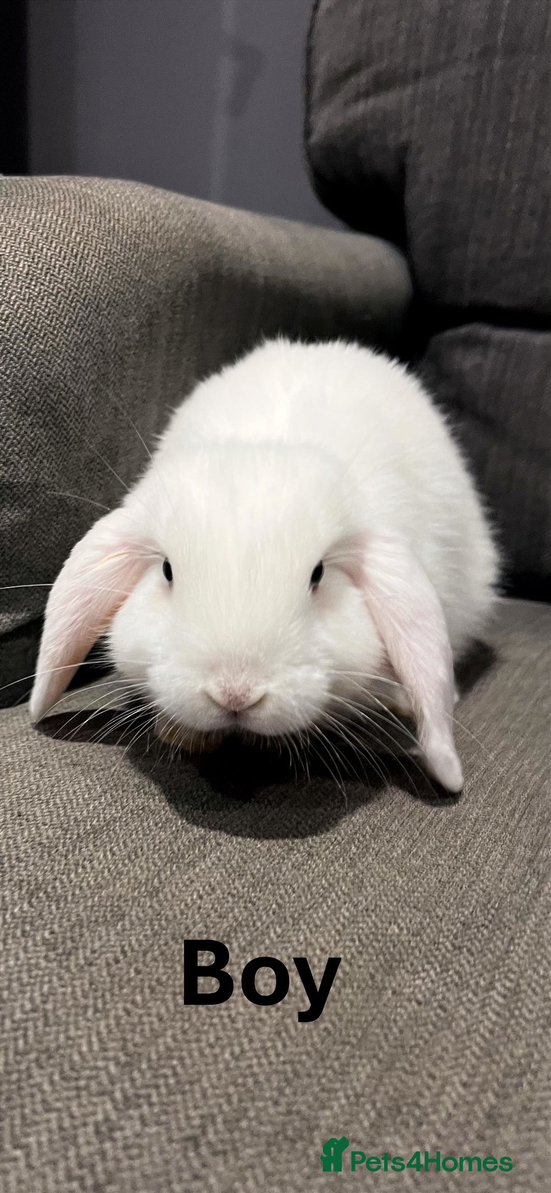 Mini Lop rabbits for sale: 🐰 Adorable mini lop Rabbits for Sale - Advert 4