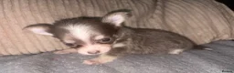 Chihuahua dogs for sale: Two female chihuahuas - Advert 3
