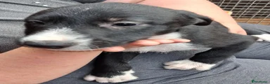 Lurcher 3