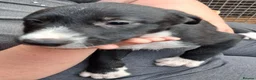 Lurcher dogs for sale: Beautiful well bred lurcher puppies - Advert 6