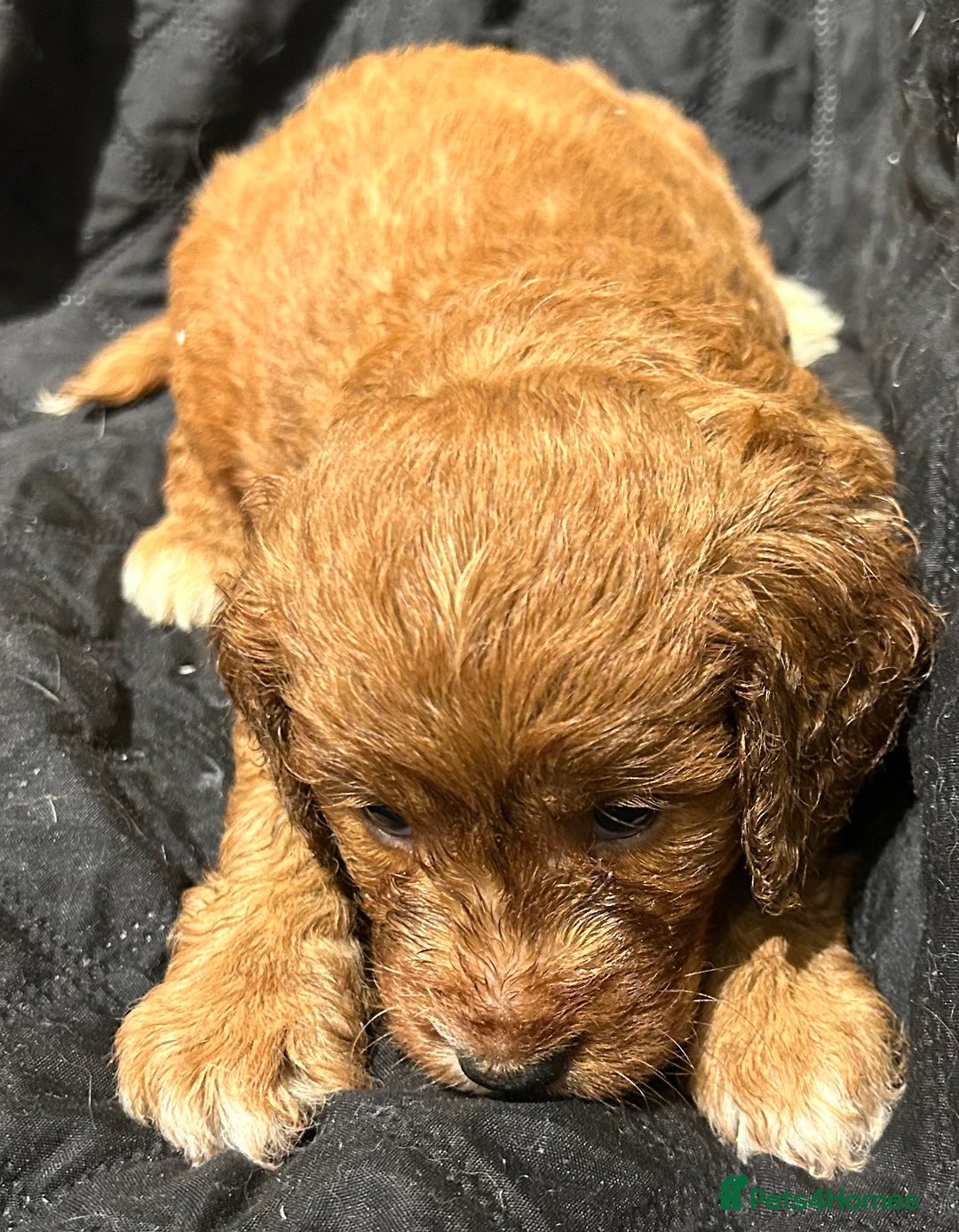 Cockapoo dogs for sale: STUNNING RED F1 TOY COCKAPOOS - Image 13