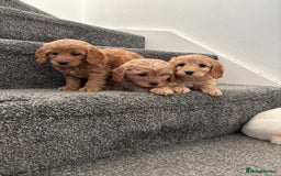 Maltipoo dogs for sale: Toy maltipoo puppies - Advert 4