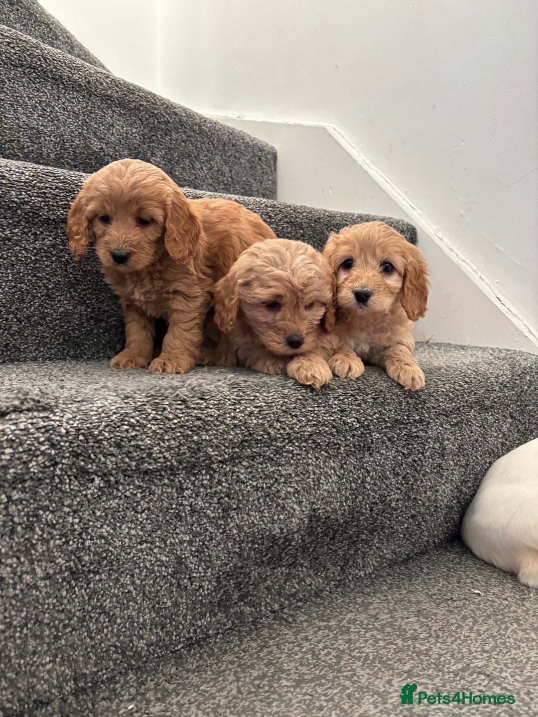 Maltipoo dogs for sale: Toy maltipoo puppies - Advert 4