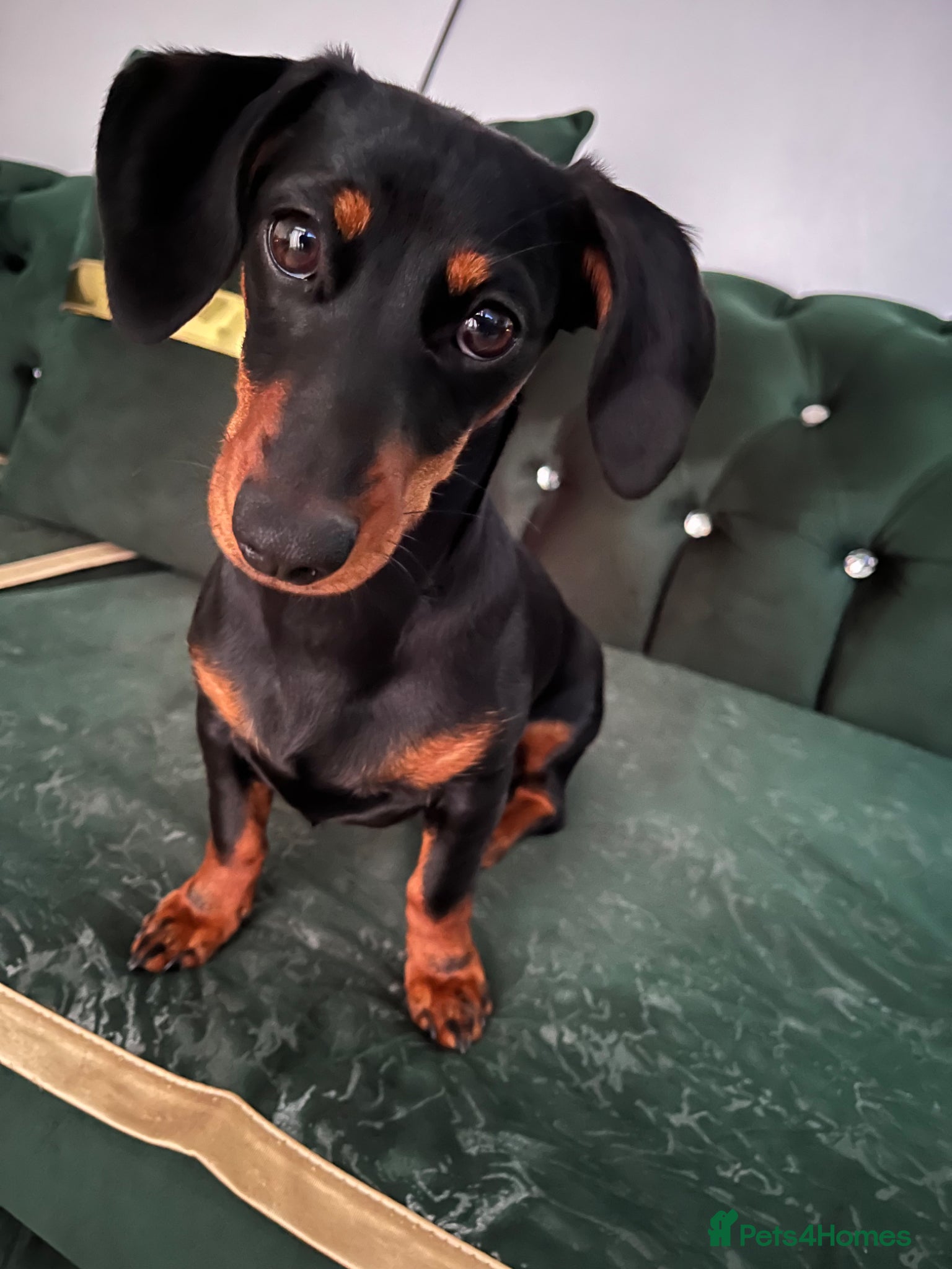 Miniature Dachshund dogs Miniature dachshund  - Advert 1