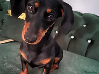 Miniature Dachshund dogs Miniature dachshund - Advert 5