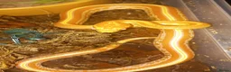 Corn Snake reptiles for sale: Corn snakes forsale 2025 corn snakes 2026 clutches - Advert 11