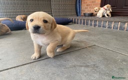 Goldador dogs for sale: Gorgeous Labrador/golden retriever puppies - Image 4
