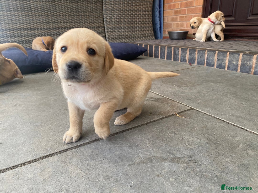Goldador dogs for sale: Gorgeous Labrador/golden retriever puppies - Image 4