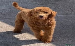 Miniature Poodle dogs for sale: Stunning Miniature Poodles - DNA Health Tested - Image 4